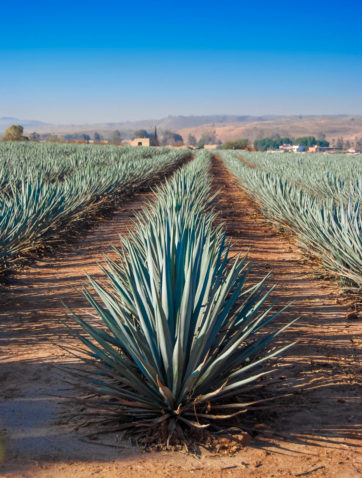 Champ d'agaves